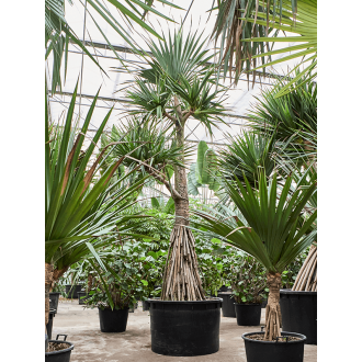 Pandanus utilis Stem branched (120x550cm)-v-zemině