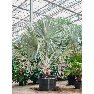 Bismarckia nobilis Stem (96x300cm)-v-zemině