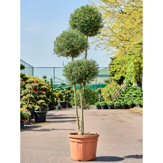 Ligustrum Jonandrum Pon Pon (45x240cm)-v-zemině