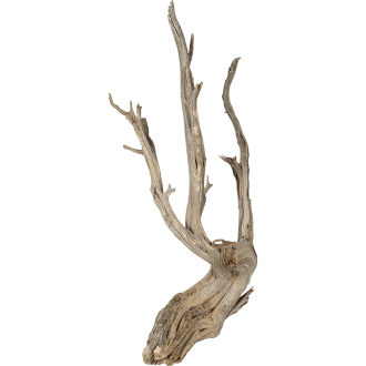 Ghostwood raw (90cm)