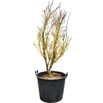 Acer pal. ´Linearilobum´ (200-260) Verzweigt (64x230cm)-v-zemině