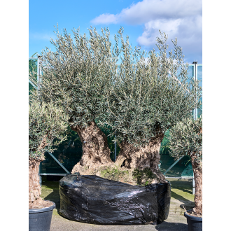 Olea europaea (280-340) Bonsai Dubble (200x310cm)-v-zemině