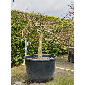 Acer pal. diss ´Crimson Queen´ Stamm (103x220cm)-v-zemině