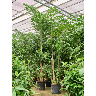 Caryota mitis Bush (70x350cm)-v-zemině