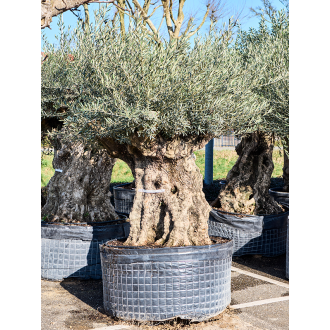 Olea europaea (220-280) Bonsai (125x250cm)-v-zemině