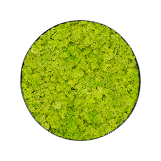 Mechový obraz Nova rám Anthracite-concrete lišejník moss (Spring green) (30x5cm)