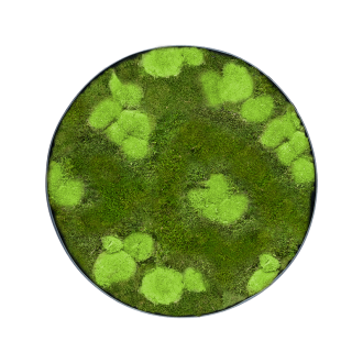 Mechový obraz Nova rám Anthracite-concrete 30% Ball- and 70% flat moss (30x5cm)