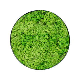 Mechový obraz Nova rám antracit 100% lišejník (Light Grass Green) (60x5cm)