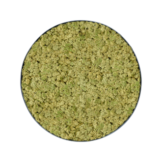 Mechový obraz Nova rám antracit 100% lišejník (OldGreen) (60x5cm)