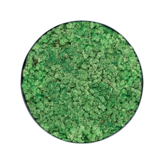 Mechový obraz Nova rám antracit 100% lišejník (Grass Green) (60x5cm)