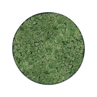 Mechový obraz Nova rám antracit 100% lišejník Moss (Moss green) (60x5cm)