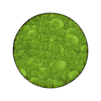 Mechový obraz Nova rám antracit 100% Ball moss (60x5cm)