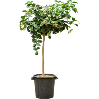 Citrus paradisi ´Lipo´ Stem (38x160cm)-v-zemině