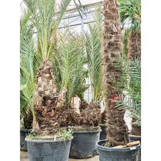 Phoenix dactylifera 2-Stem (90x350cm)-v-zemině