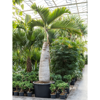 Hyophorbe lagenicaulis (500-550) Stem (110x500cm)-v-zemině