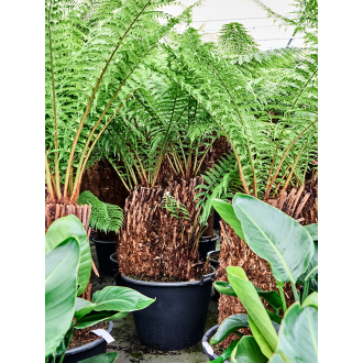 Dicksonia antarctica Multi Stem (60x110cm)-v-zemině