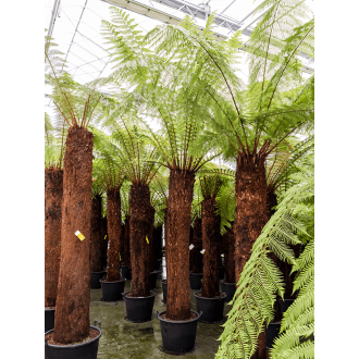 Dicksonia antarctica Stem (210) (60x370cm)-v-zemině