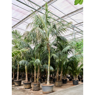 Kentia (Howea) forsteriana Stem (85x625cm)-v-zemině