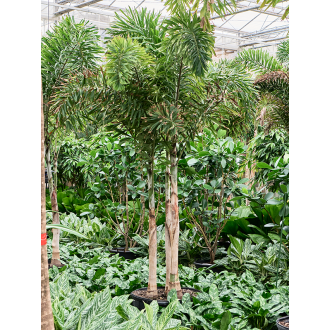 Wodyetia bifurcata Stem 3pp (60x300cm)-v-zemině