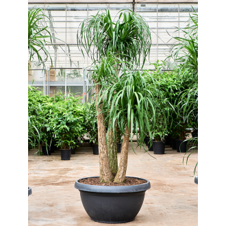 Beaucarnea recurvata Branched (70x210cm)-v-zemině