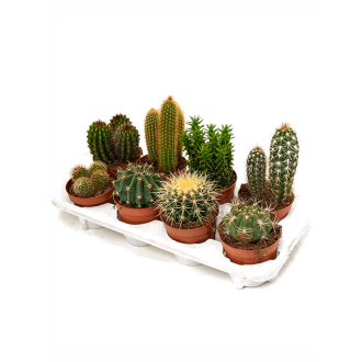 Cactus mix 8/tray (12x25cm)-v-zemině