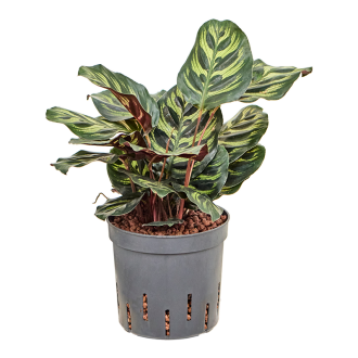 Calathea ´Makoyana´ (13x35cm)-hydroponie
