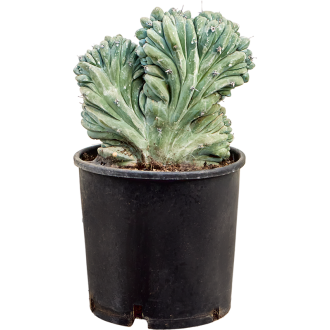 Myrtillocactus geometrizans ´Cristata´ Branched (32x60cm)-v-zemině