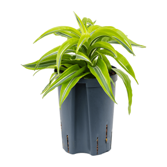 Dracaena fragrans ´Lemon Surprise´ Head (15x30cm)-hydroponie