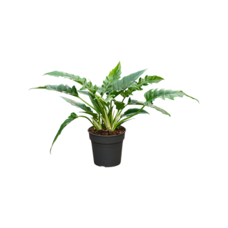 Philodendron ´Narrow´ Bush (24x70cm)-v-zemině