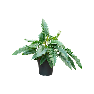 Philodendron ´Narrow´ Bush (30x70cm)-v-zemině