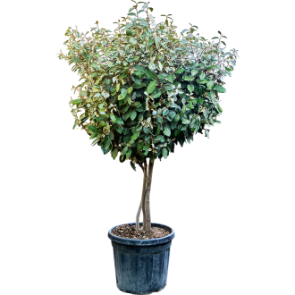 Elaeagnus ebbingei ´Compacta´ Branched (40x140cm)-v-zemině