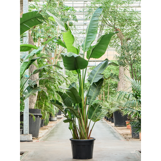 Strelitzia nicolai (350-400) - (60x350cm)-v-zemině