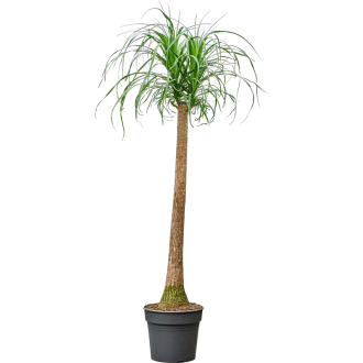 Beaucarnea recurvata Stem (34x170cm)-v-zemině