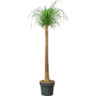 Beaucarnea recurvata Stem (40x190cm)-v-zemině