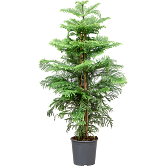 Araucaria heterophylla Bush (30x160cm)