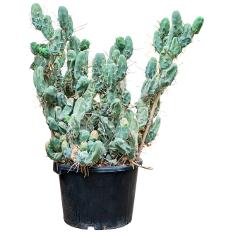 Trichocereus bridgesii ´Monstrosus´ - (40x95cm)-v-zemině