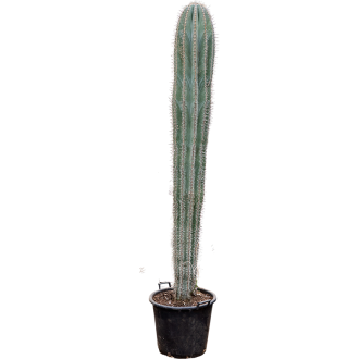 Pachycereus pringlei 1pp (50x250cm)-v-zemině