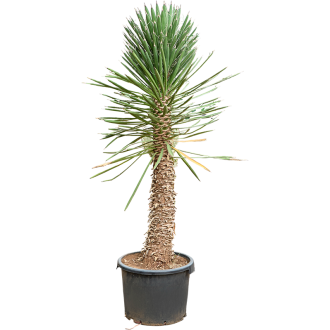 Yucca filifera Stem (37x160cm)-v-zemině