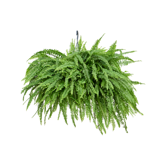 Nephrolepis exaltata ´Green Lady´ Hanger (30x90cm)-v-zemině