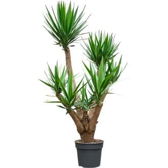 Yucca elephantipes Branched (40x210cm)