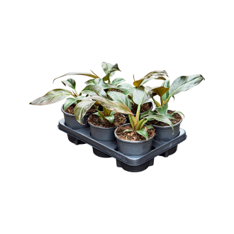 Philodendron ´Imperial Red´ 6/tray (13x35cm)-v-zemině