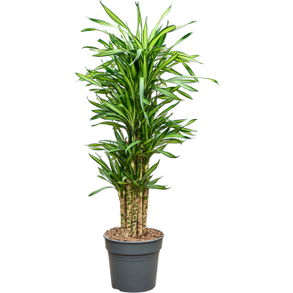 Dracaena fragrans ´Riki´ Branched-multi (30x140cm)-v-zemině
