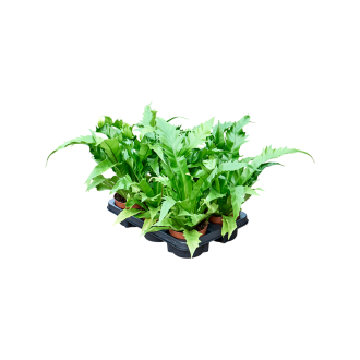 Asplenium antiquum ´Gioia´ 6/tray (12x20cm)-v-zemině