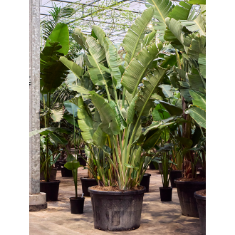 Strelitzia nicolai (320-350cm) Tuft (80x325cm)