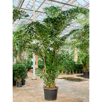 Caryota mitis Bush (65x375cm)