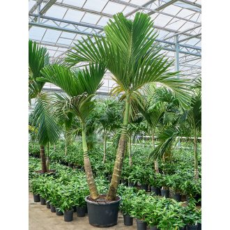 Areca catechu 2-Stem (60x350cm)