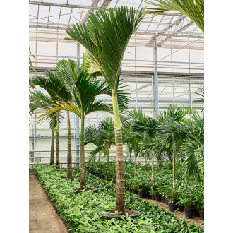 Areca catechu dwarf Stem (65x375cm)