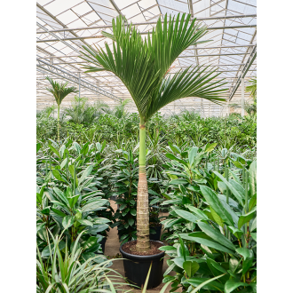 Areca catechu dwarf Stem
