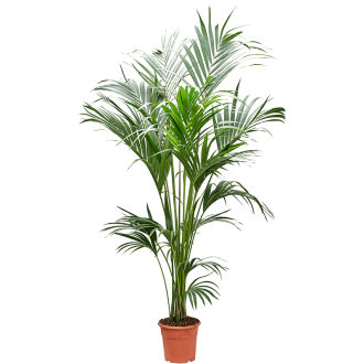 Kentia (Howea) forsteriana Bush extra 5/6pp (24x190cm)