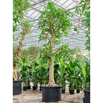 Ficus altissima Stem (122x610cm)